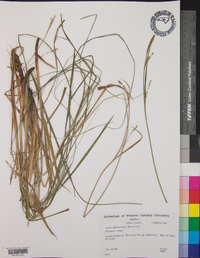 Carex biltmoreana image