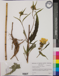 Helianthus grosseserratus image