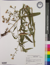 Aster curtisii image