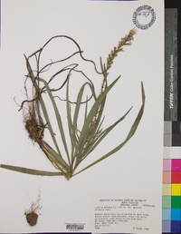 Liatris spicata image