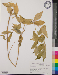 Aralia spinosa image