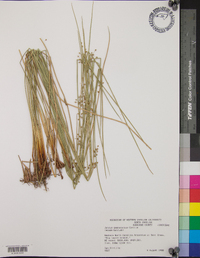 Juncus gymnocarpus image