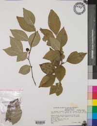 Ilex ambigua image