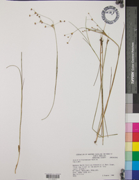 Juncus diffusissimus image