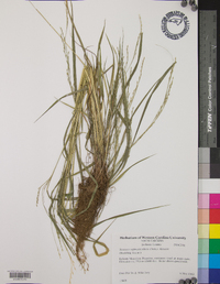 Festuca subverticillata image