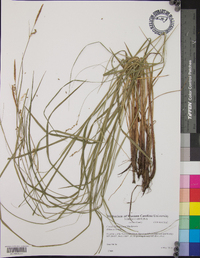 Carex biltmoreana image