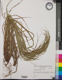 Carex flexuosa image