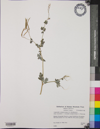 Capnoides sempervirens image