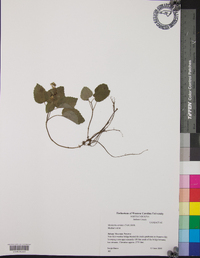 Meehania cordata image