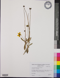 Coreopsis lanceolata image