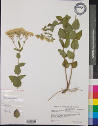 Eupatorium rotundifolium var. ovatum image