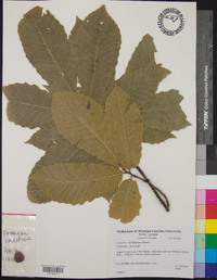 Castanea mollissima image