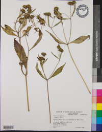 Bidens tripartita image