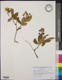 Rubus canadensis image