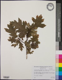 Quercus rubra var. ambigua image