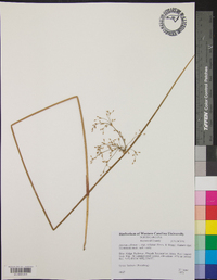 Juncus effusus var. solutus image