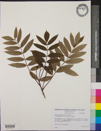 Sorbus americana image