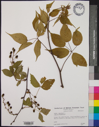 Rubus canadensis image