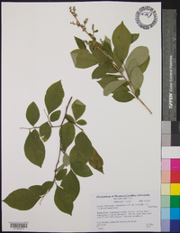 Lyonia ligustrina var. ligustrina image