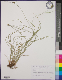 Carex complanata image