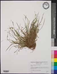 Carex caroliniana image