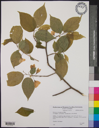 Halesia carolina image