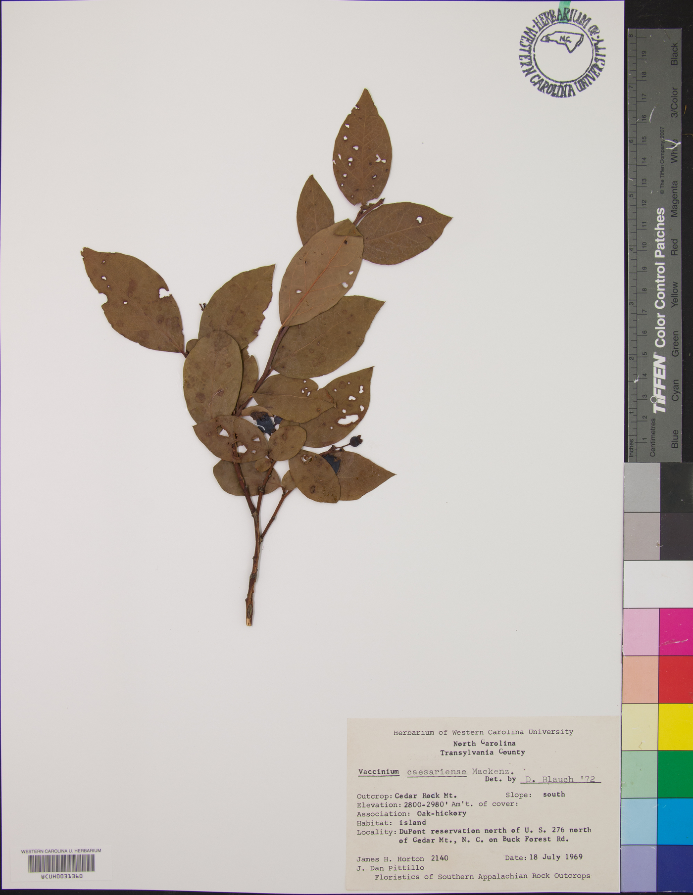 Vaccinium caesariense image