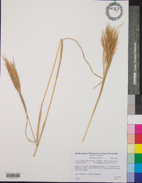 Andropogon glomeratus var. glomeratus image