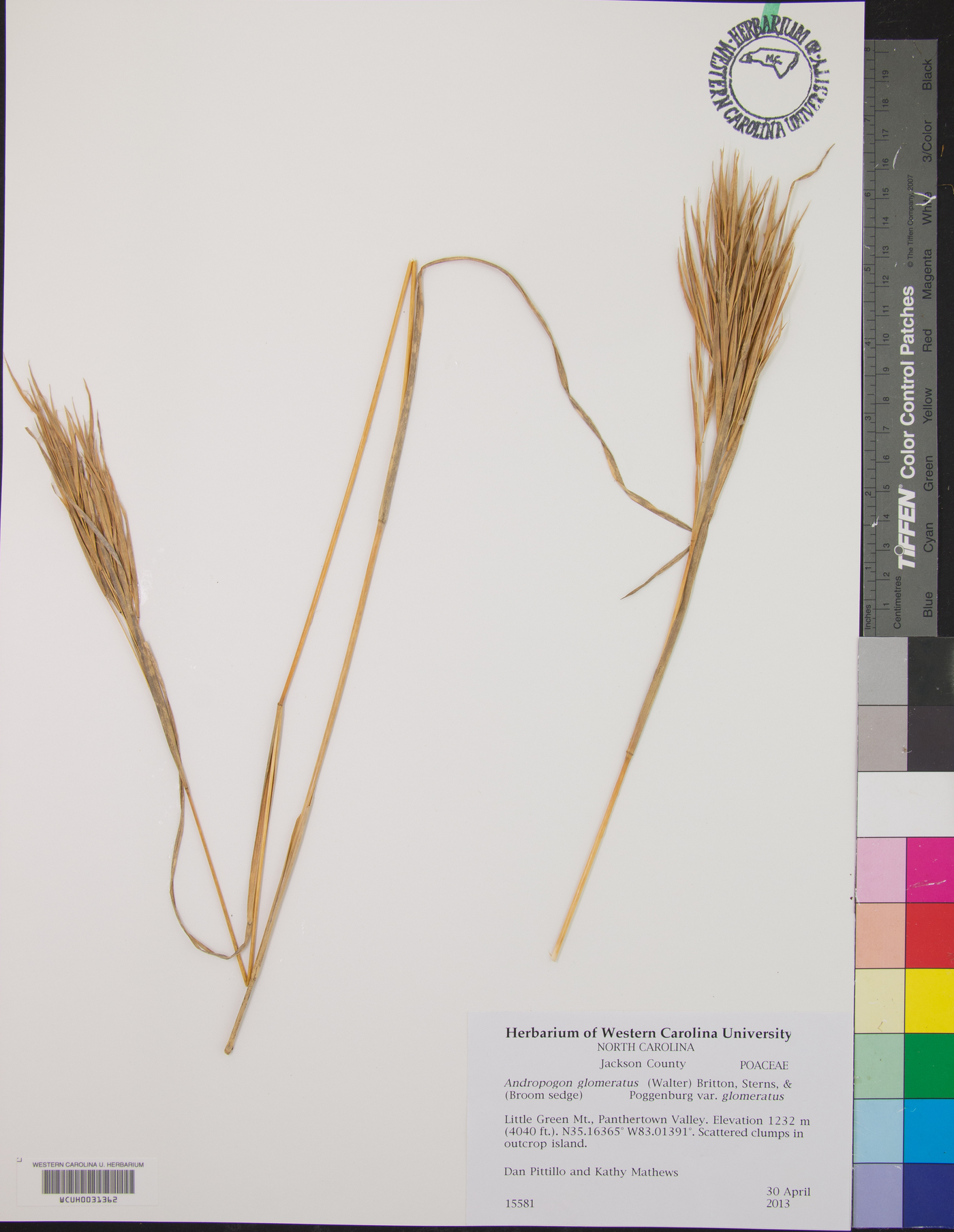 Andropogon glomeratus var. glomeratus image