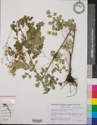 Thalictrum coriaceum image