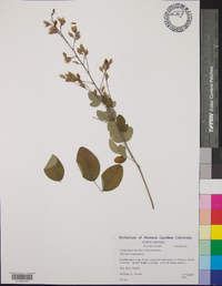 Lespedeza bicolor image