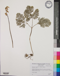 Dicentra canadensis image