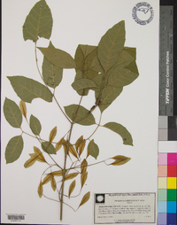 Fraxinus caroliniana image