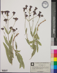 Verbena rigida image