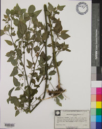 Solanum ptychanthum image