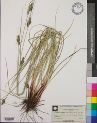 Carex caroliniana image