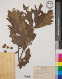 Quercus x beaumontiana image