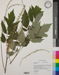 Actaea racemosa image