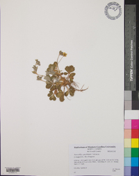 Potentilla canadensis image