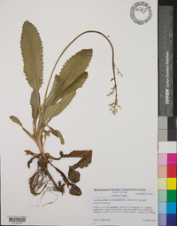 Micranthes micranthidifolia image