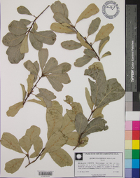 Quercus laurifolia image