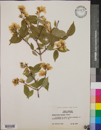 Philadelphus zeyheri image