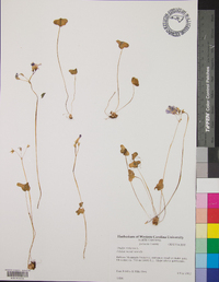 Oxalis violacea image