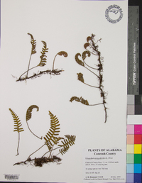 Polypodium polypodioides image