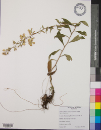 Solidago petiolaris image