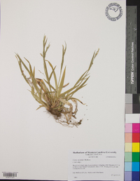 Carex striatula image