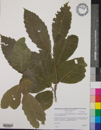 Castanea dentata image