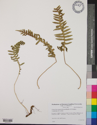 Polypodium appalachianum image