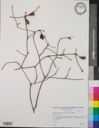 Rhododendron cumberlandense image