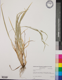 Carex striatula image